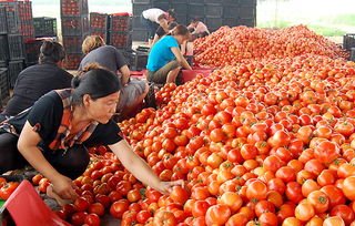 蔬菜價格持續(xù)走低 商務部監(jiān)測顯示食用農(nóng)產(chǎn)品批發(fā)價連降三周
